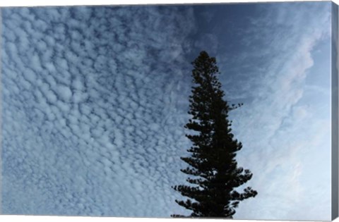 Framed Lone Cedar Sky Print