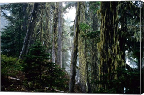Framed Mt. Rainier Forest Print