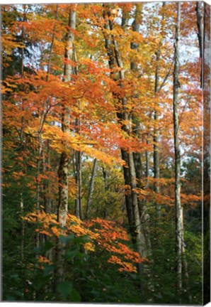Framed Orange Yellow Fall Vertical 9840 Print