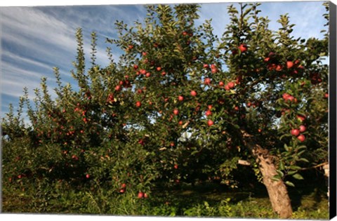 Framed Apple Orchard Streaked Sky Print