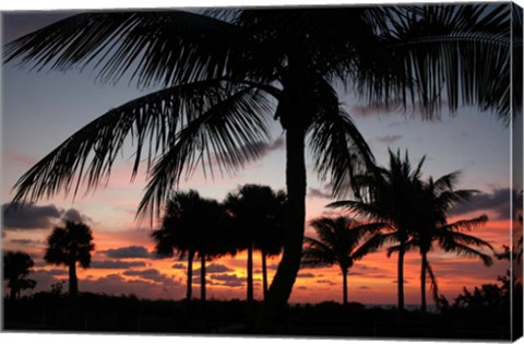 Framed Pre Dawn Tropical Trees Print