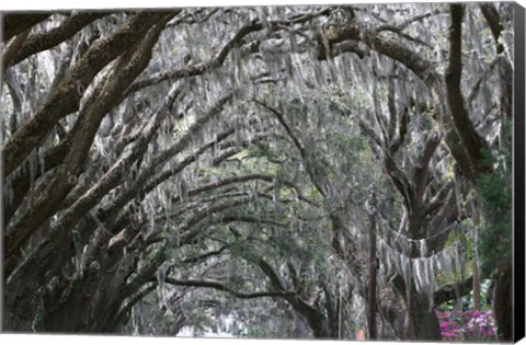 Framed Spainish Moss Live Oak Arch Print