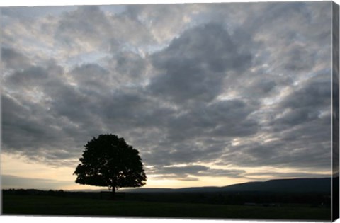 Framed Sunset Silhouette Tree Print