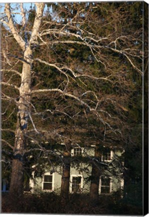Framed Sycamore House Vertical Print