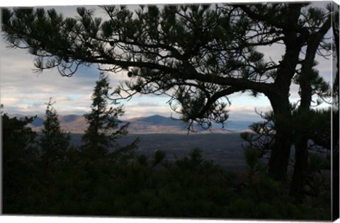 Framed Treeline Pine Print