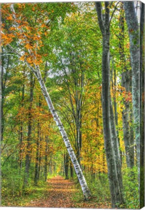 Framed Birch Over The Trail Print