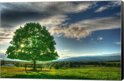 Framed Blue Chip Sunset Tree Print