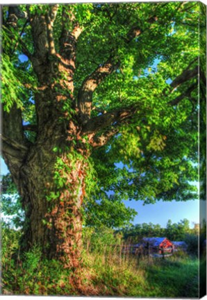 Framed Butterville Road Vertical Print