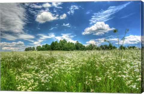 Framed Daisy Sky Print