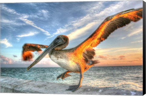 Framed Dancing Pelican Print