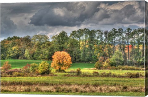 Framed Drak Sky Shiningtree Print
