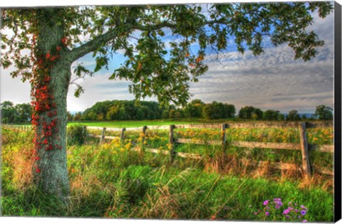 Framed Fence And Tree Print
