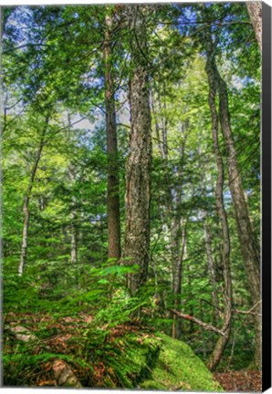 Framed Forest Vertical Print