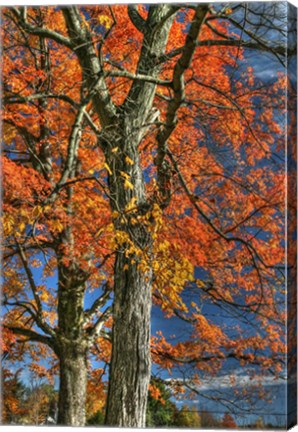 Framed Grandparent Trees Print
