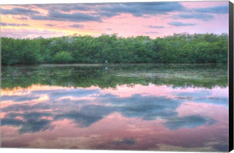 Framed Heron And Mangroves Print