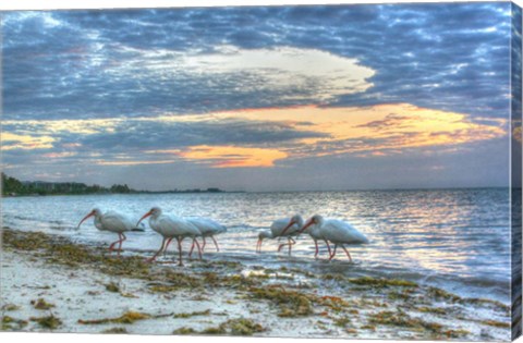 Framed Ibis At Sunrise Print