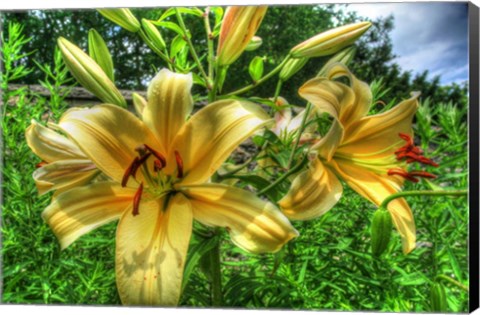 Framed June Lilies Print