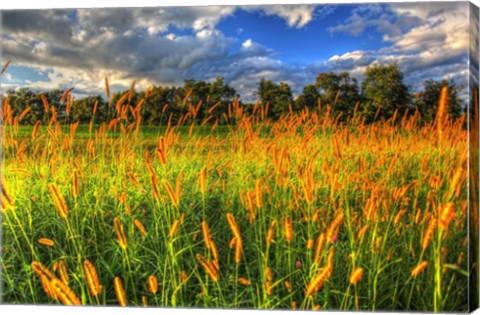 Framed Late Summer Grass Print