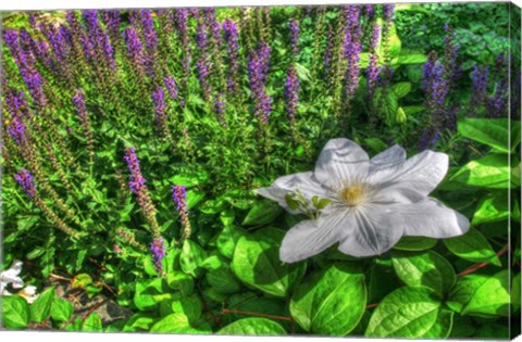 Framed Lilypad Print