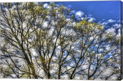Framed May Buds And Sky Print