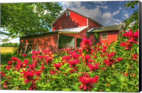 Framed Monarda And Red Barn Print