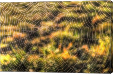 Framed Morning Web Print
