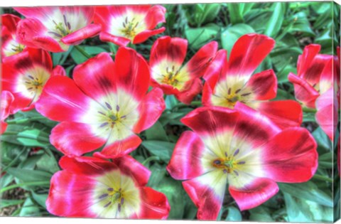 Framed Open Poppies Print