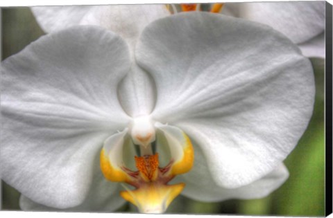 Framed Orchid Detail Print