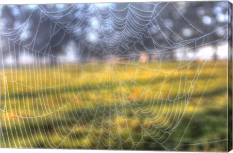 Framed Paddock Web Print