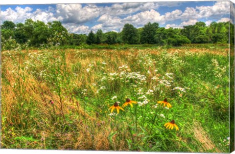 Framed Painted Daisy Meadow Print
