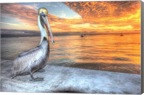 Framed Pelican And Fire Sky Print