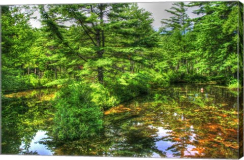 Framed Pine Pond Reflection Print