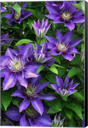 Framed Purple Flowers Print