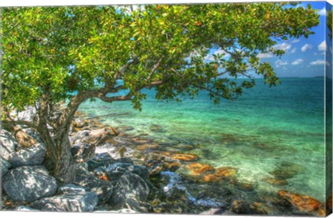 Framed Rocky Shore Tree Print