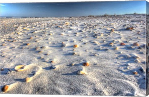 Framed Sea Shells And Sand Print