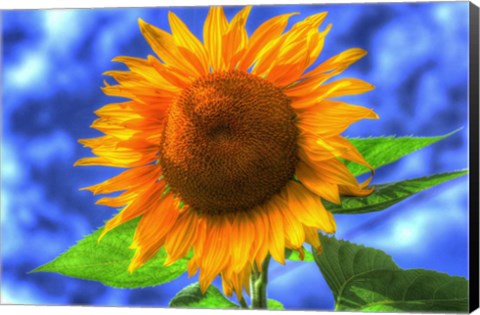 Framed Singular Beauty Print