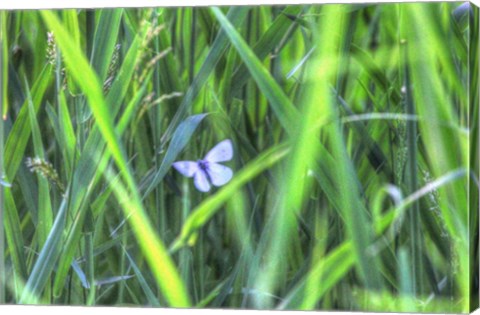 Framed Splendor In The Grass Print