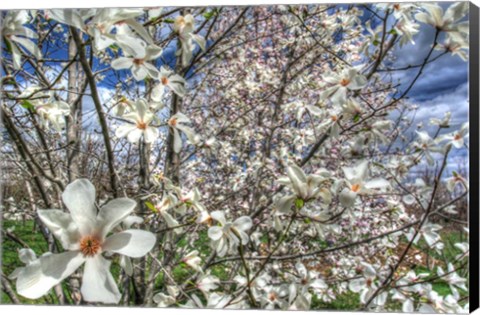 Framed Spring Blossoms Print