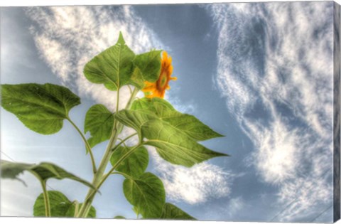 Framed Sunflower Sky Print