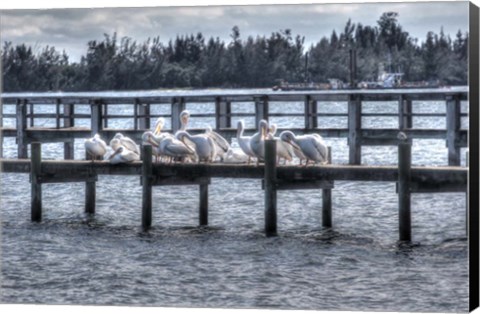 Framed White Pelicans And Piers Print