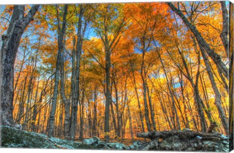 Framed Winding Hills Park Print