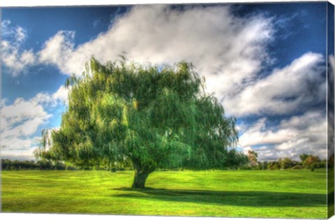 Framed 1,000 Islands Tree Print