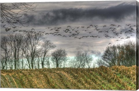 Framed Autumn Grey Sky And Geese Print