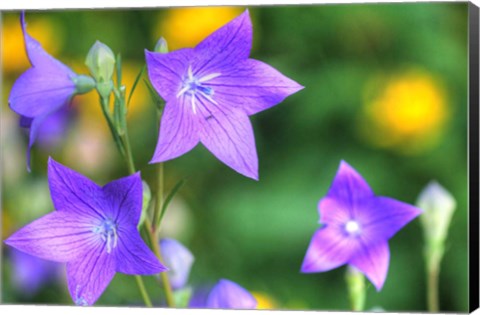 Framed Balloon Flowers Print