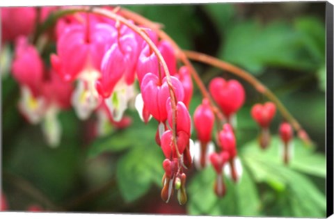 Framed Bleeding Hearts 1 Print