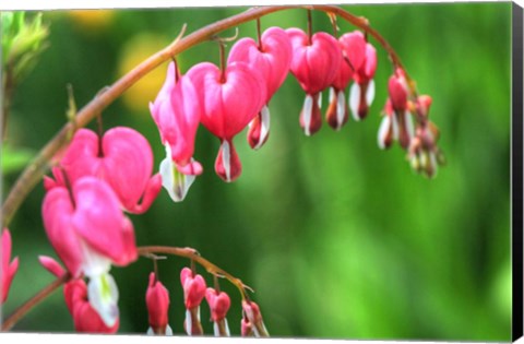 Framed Bleeding Hearts 2 Print