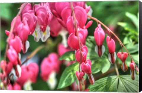 Framed Bleeding Hearts 3 Print