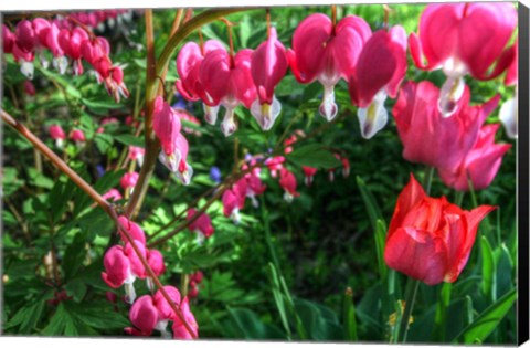 Framed Bleeding Hearts 4 Print