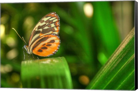 Framed Butterfly 1 Print