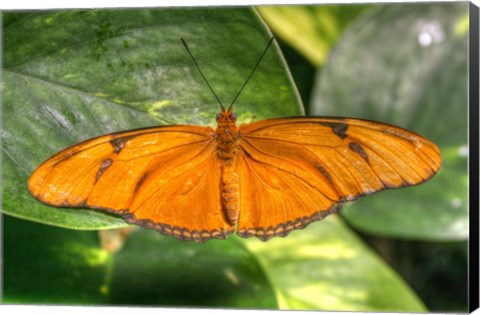 Framed Butterfly 2 Print